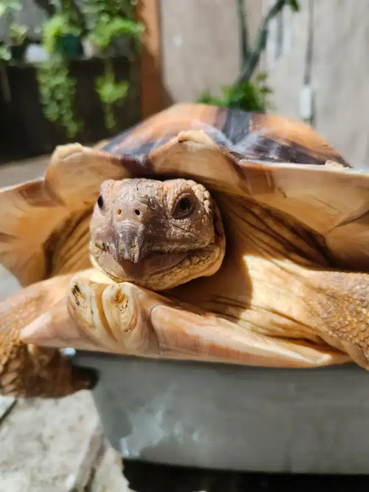 Sulcata BETINA OS 16