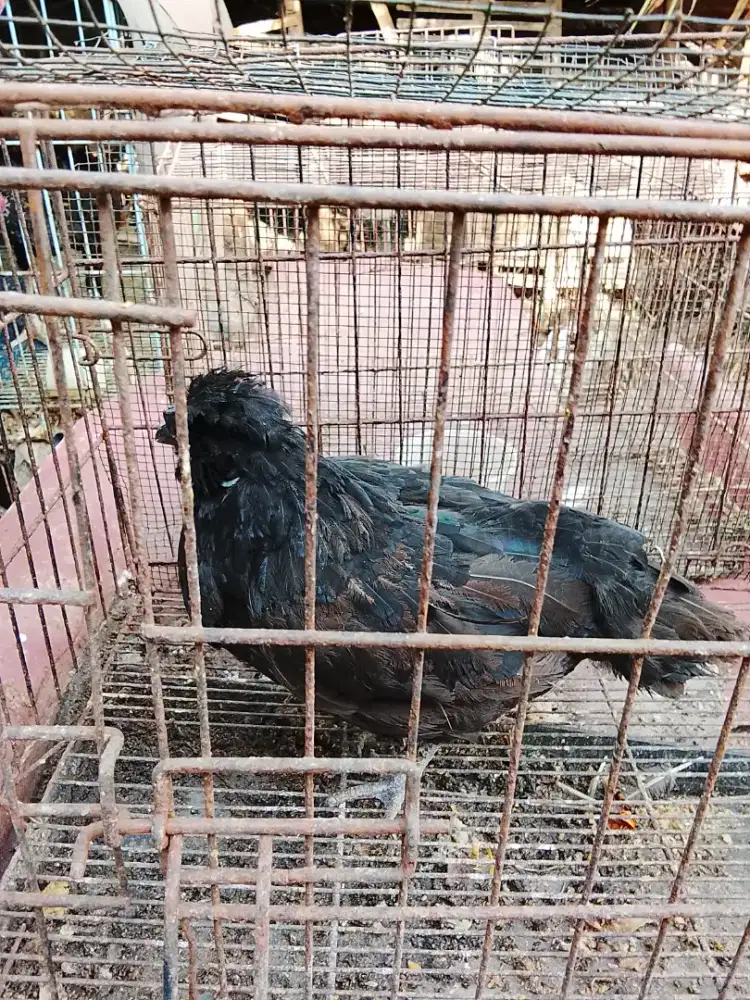Jual biang Polan