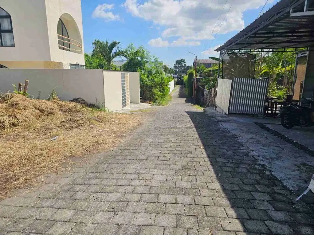 Tanah anggrek berawa canggu
