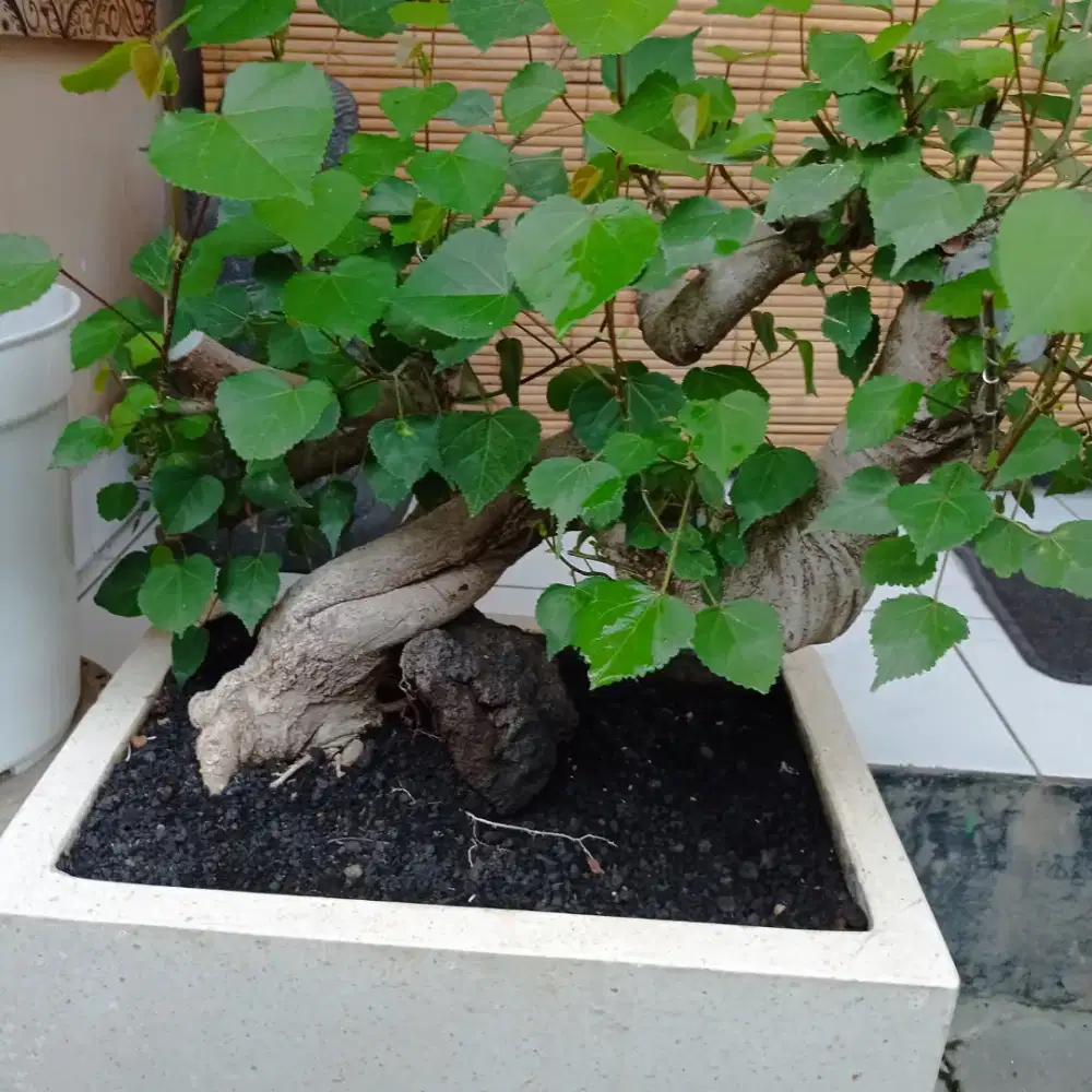 BAHAN BONSAI WARU
