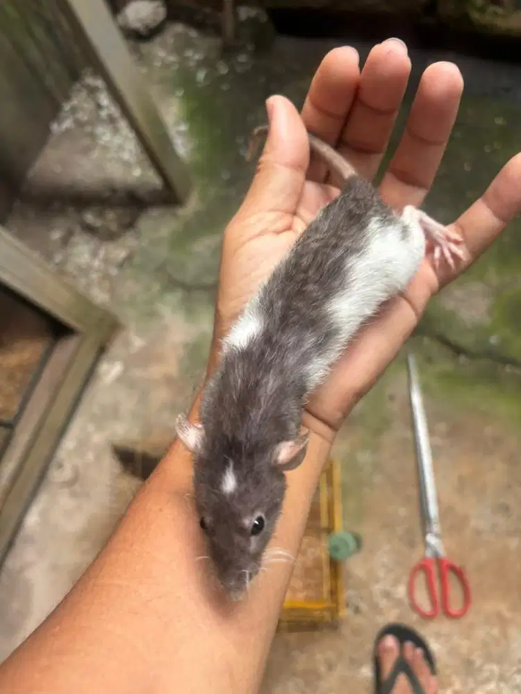 Tikus Dumbo Ear Lucu