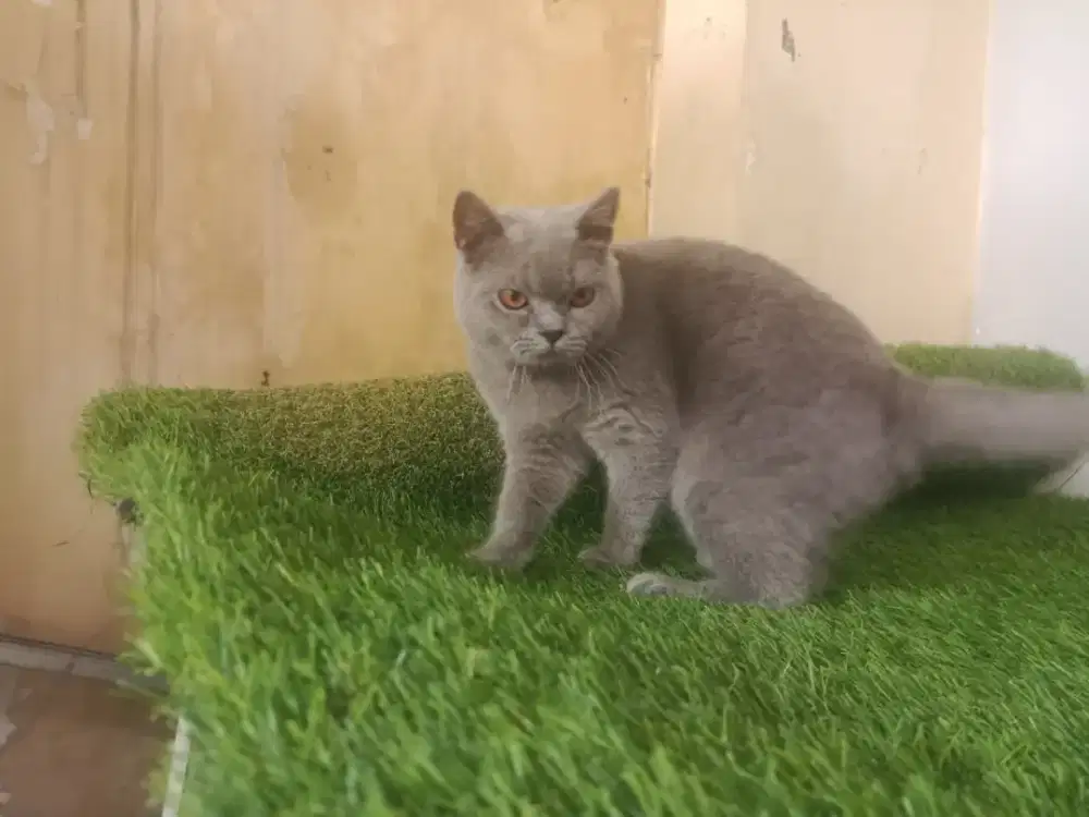 British shorthair betina calon indukan