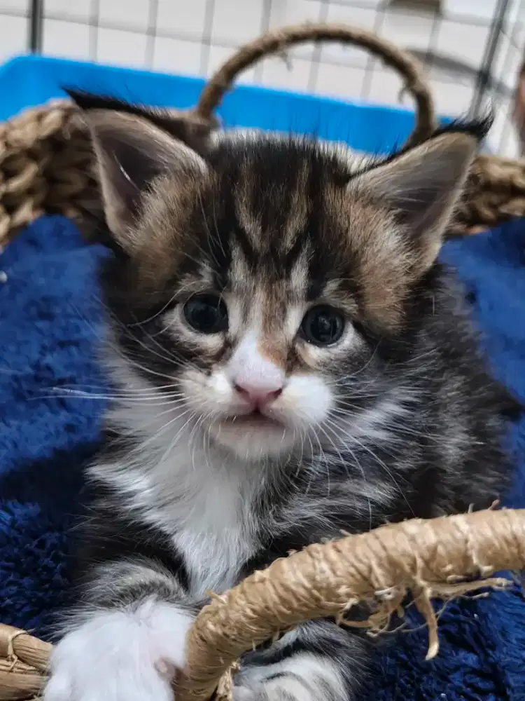 Mainecoon nonped