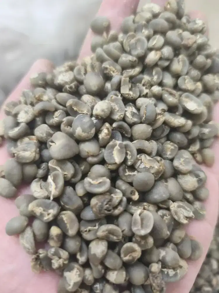 Kopi Arabika Gayo Green Bean