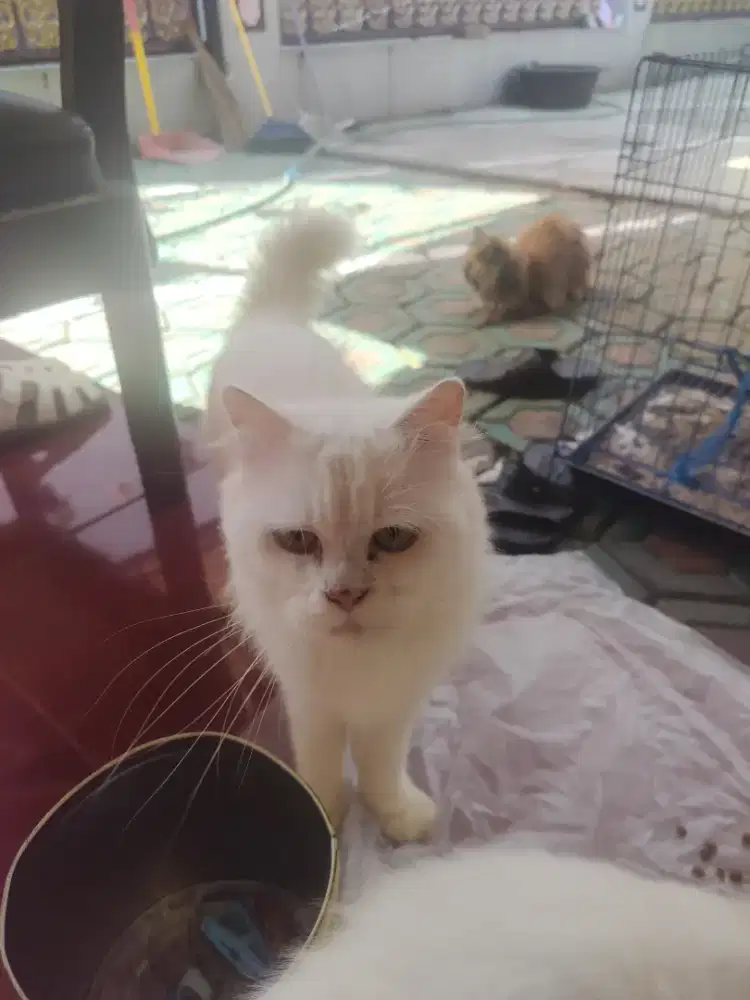 lepas adopsi kucing persia putih