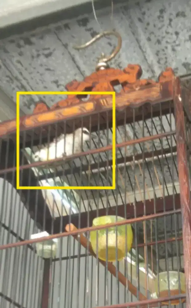 Trucukan Jatim silput dada putih