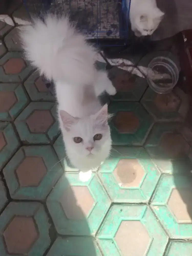 lepas adopsi kucing persia jantan putih