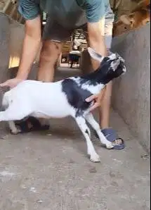 sepasang kambil kerdil 3-4 bln cross nigerian dwarf TB 35cm exotik top