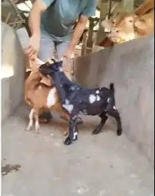 sepasang kambil kerdil 3-4 bln cross nigerian dwarf TB 35cm exotik top