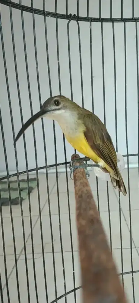 Burung kolibri pijantung pisang