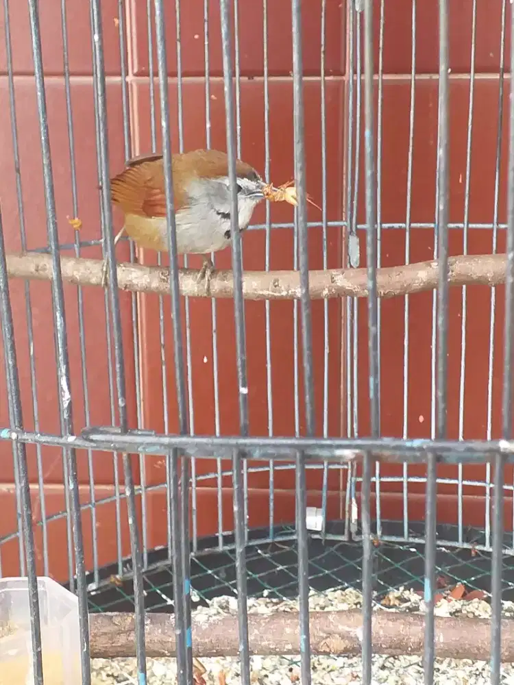 Tepus air rawatan udah bunyi pur total
