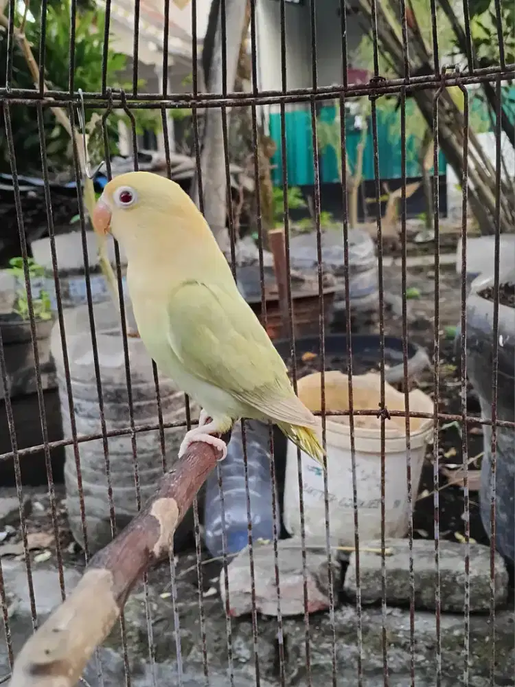Lovebird biola pb pf