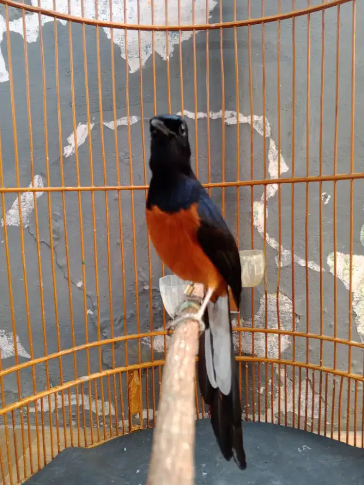 Murai Batu medan Ex prestasi