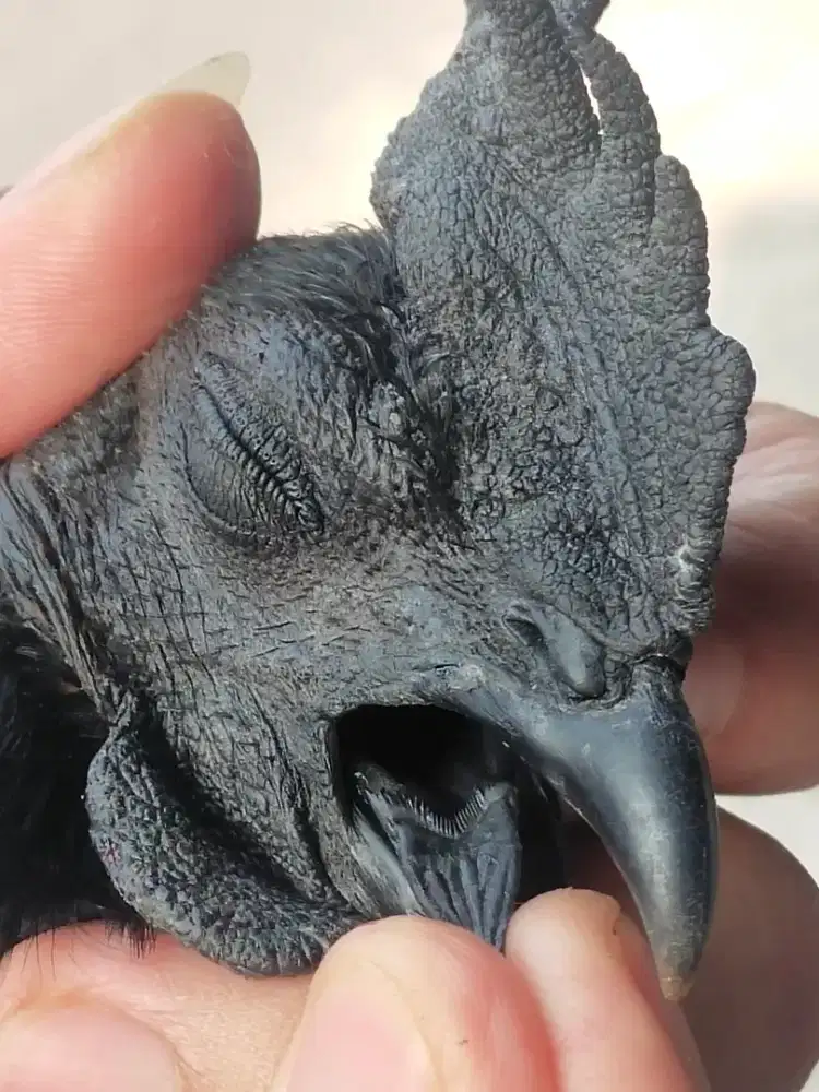 ada jual ayam cemani lidah hitam full black