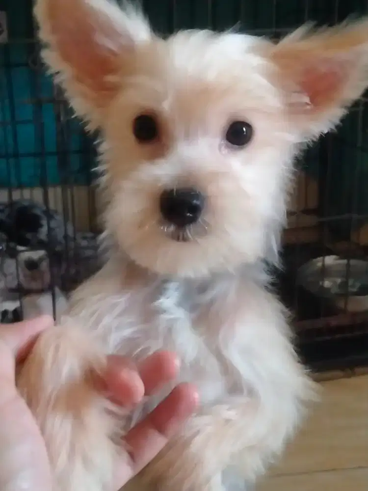 Anjing Yorkshire Terrier