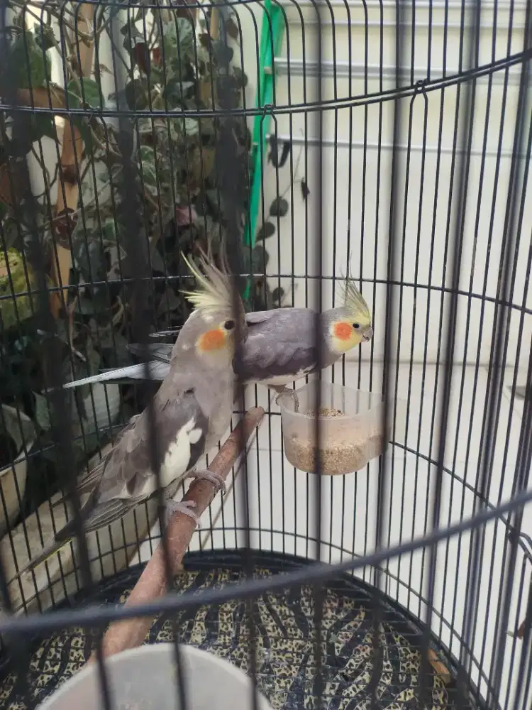 Falk sepasang fullset