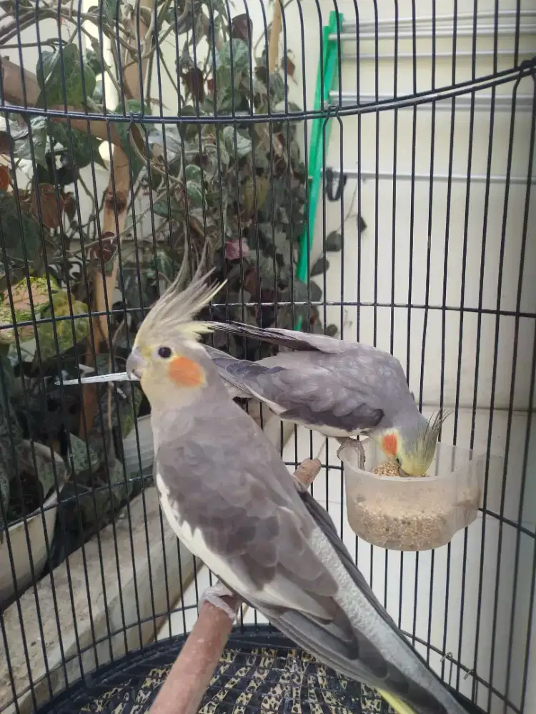 Falk betina siapan burja