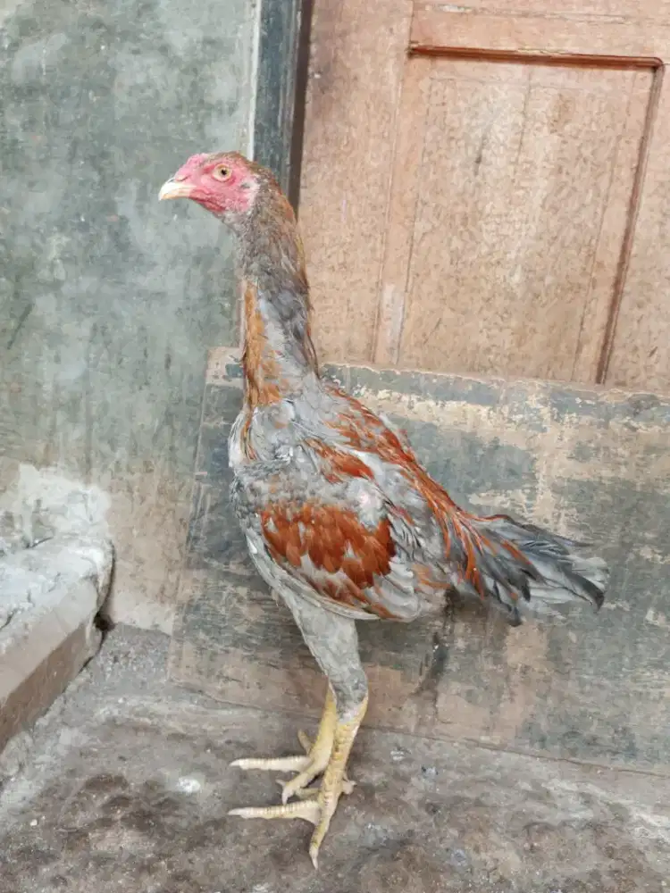 ayam bangkok 5 bln