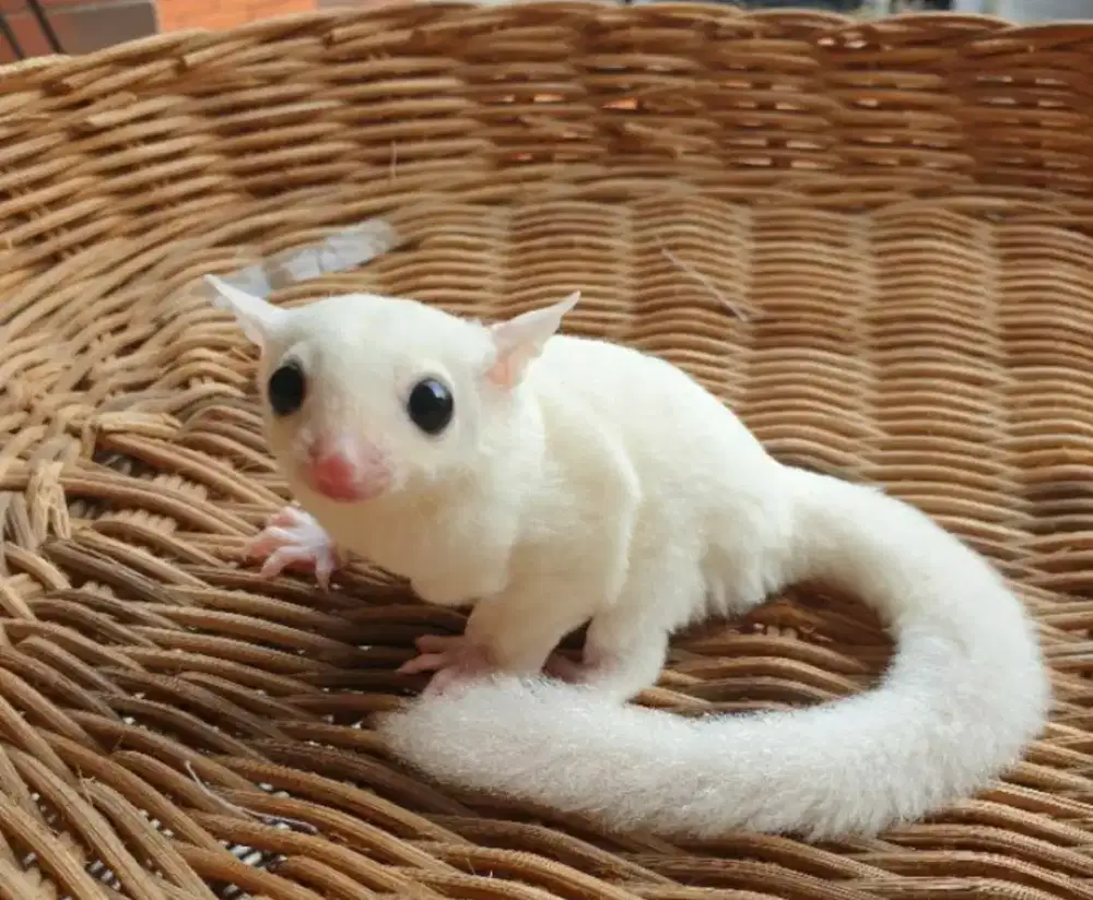 Sugar glider leucistic fullset