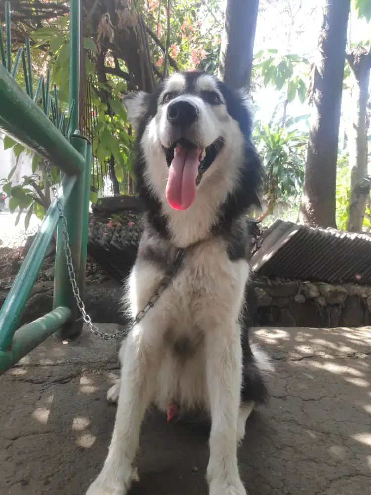 Malamute Alaska