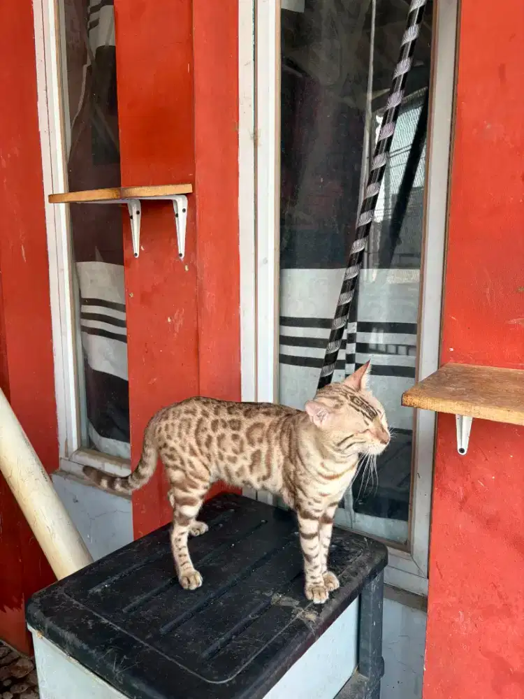 Kucing Snow Jantan