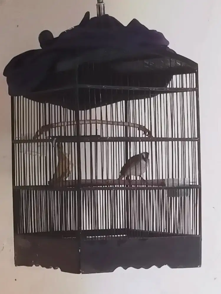 Jual Burung krocokan Rajin bunyi