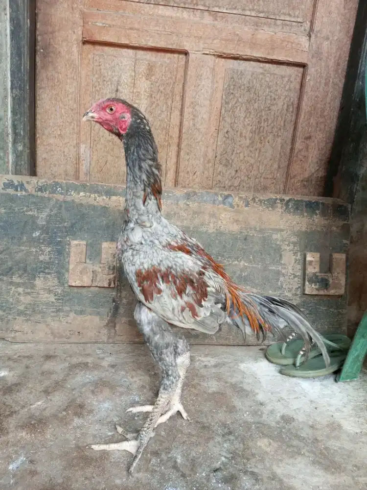 ayam bangkok jengger mandar