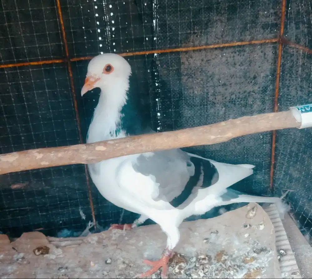 Burung dara sepasang
