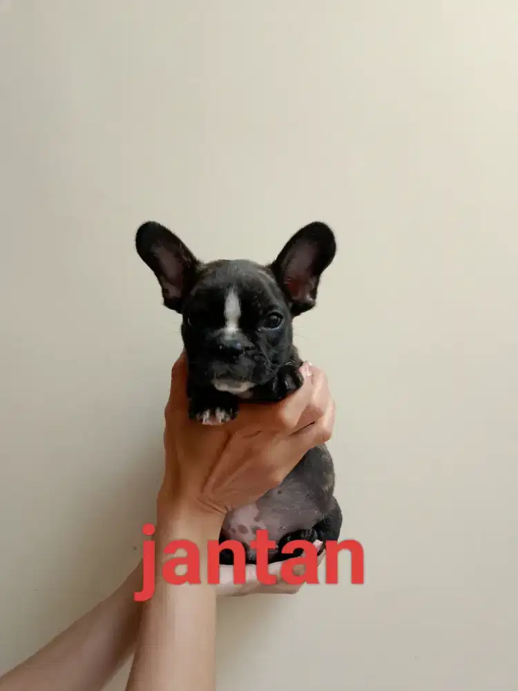 French bulldog/ frenchie JANTAN dan BETINA