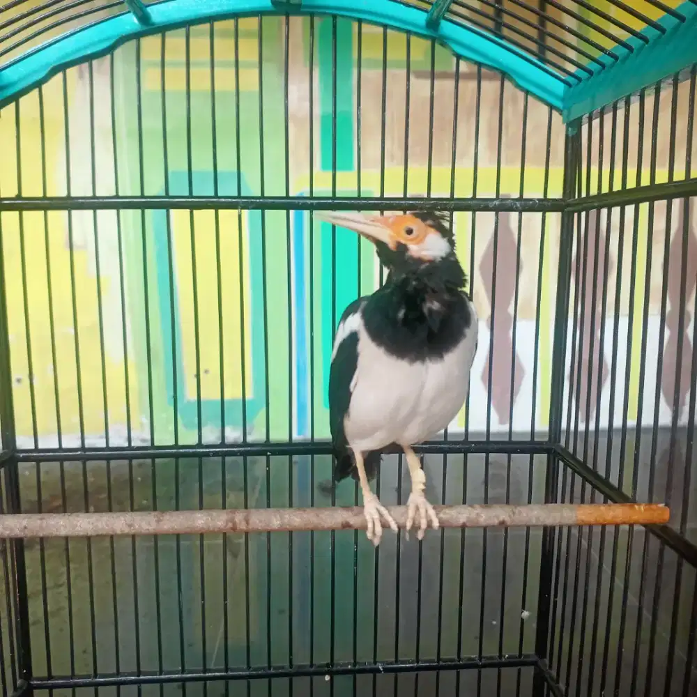 Jalak suren & Jalak kebo gacor