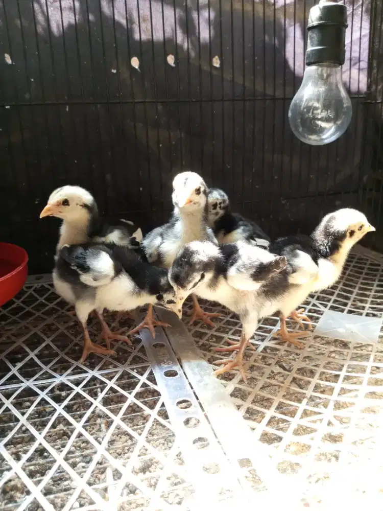 anak ayam bangkok x pakhoy full brakot usia  minggu