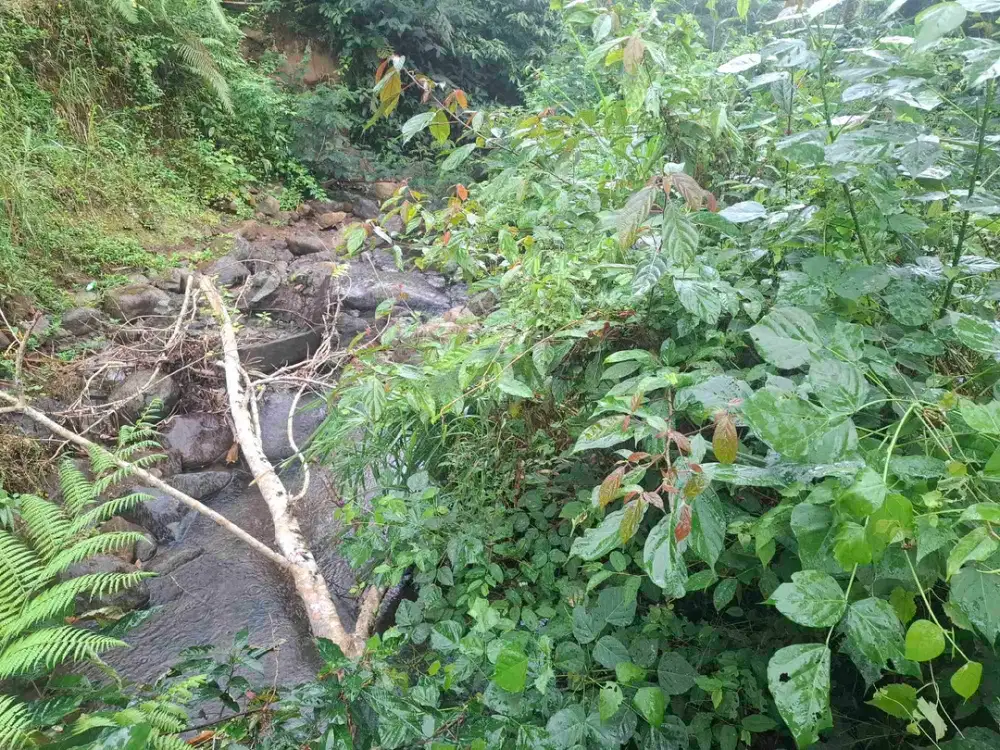 tanah kebun kopi dijual dengan view sawah dan los sungai kecil berbatu lokasi sangat strategis berada dekat dengan kawasan wisata di penebel