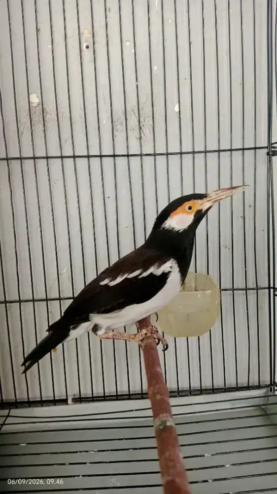 Burung jalak suren