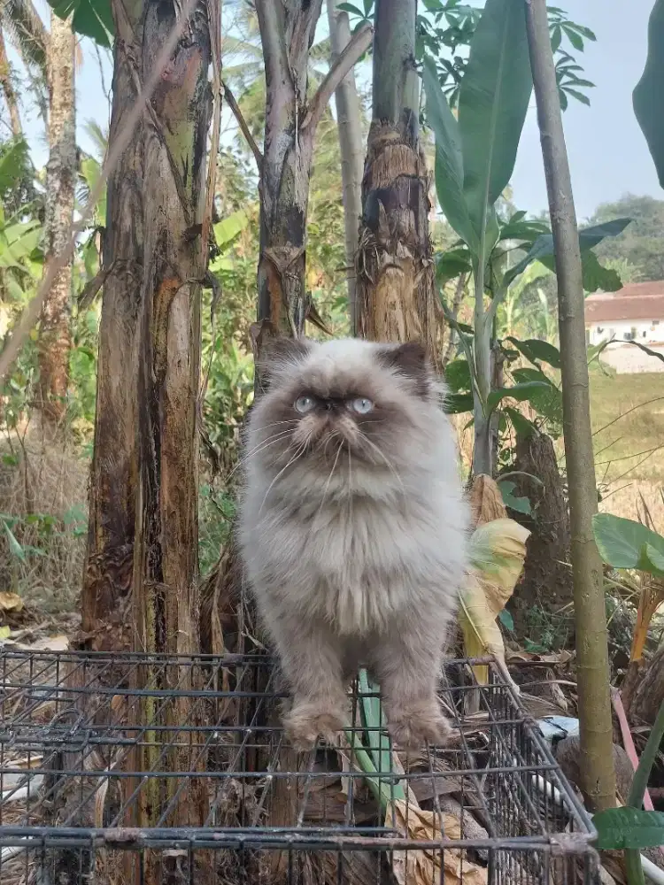 Kucing jantan peaknose, persia, brithis sothsir, scottish