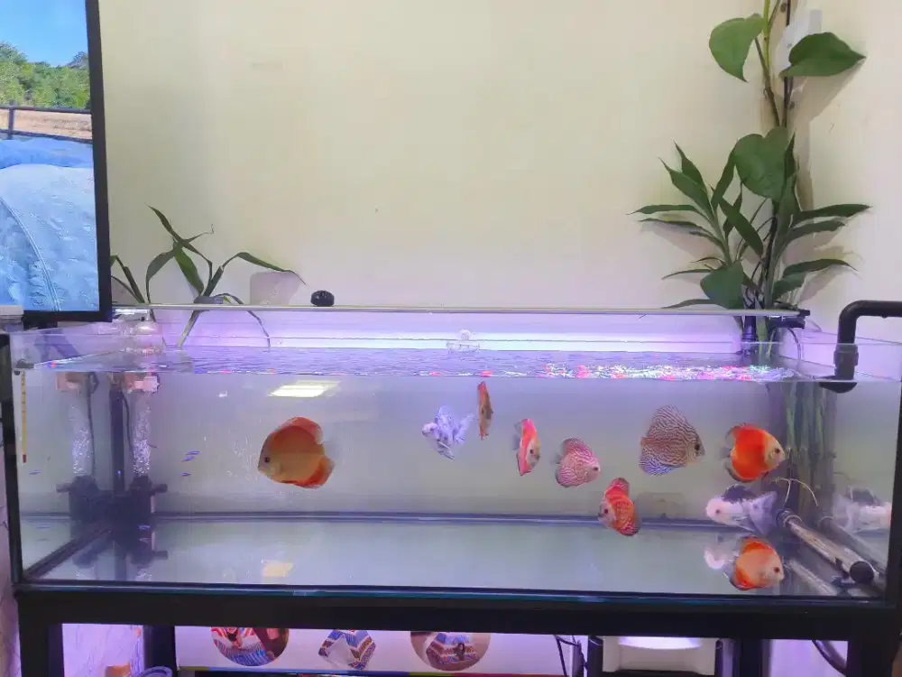 Aquarium dan Rak ONLY