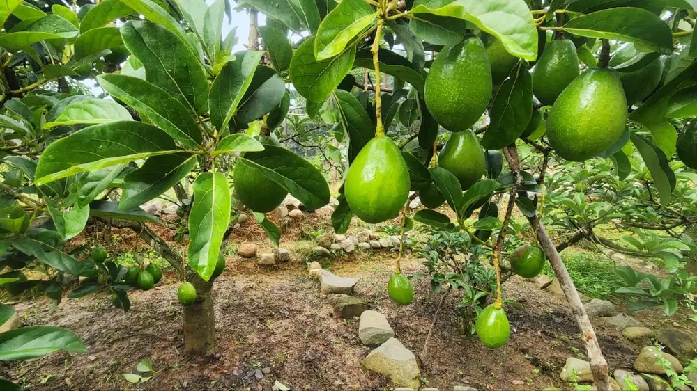 DIJUAL KEBUN ALPUKAT PRODUKTIF ±2 HA – BOGOR  PEMILIK LANGSUNG
