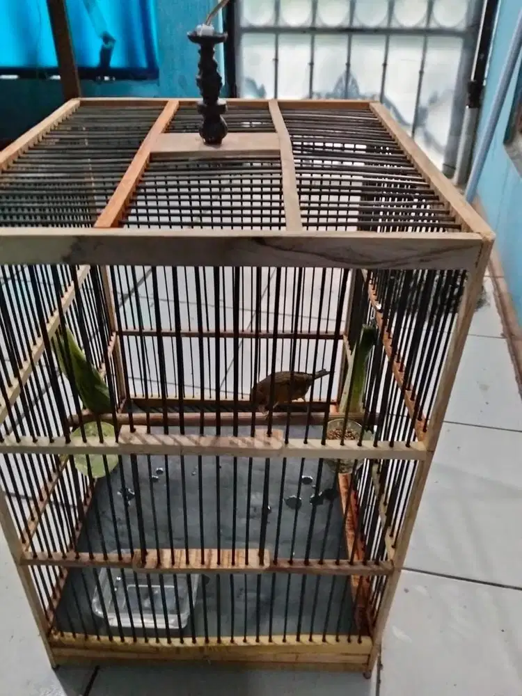 Burung Kenari Gereja Gacor