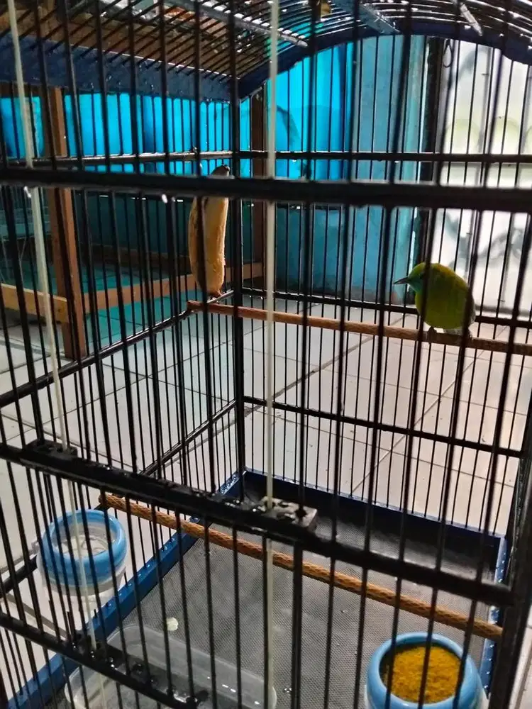 Burung Gacor Cucak Ramting