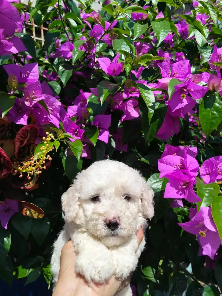 White Toy Poodle