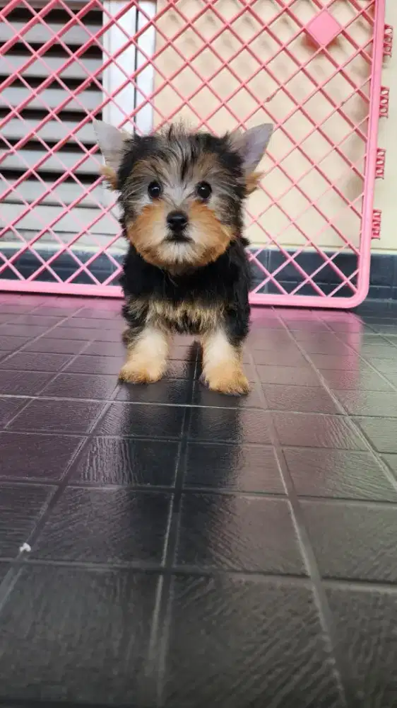YORKSHIRE TERRIER PUPPY