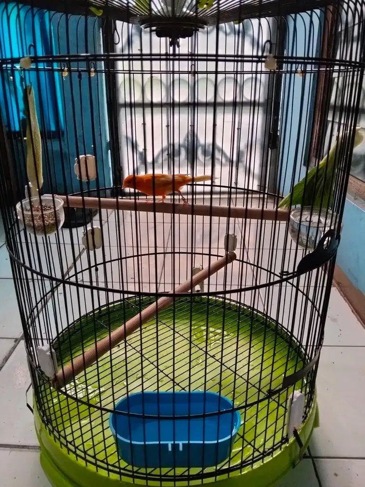 Burung Kenari Merlok Siap Ternak Dan Gantang Gacor