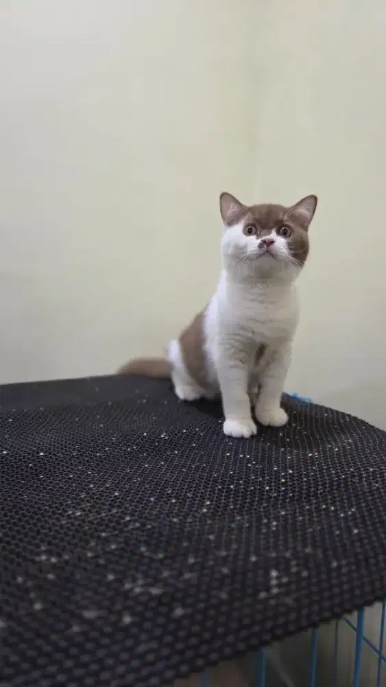 Kucing BSH bico cinnamon kitten/british/scottish