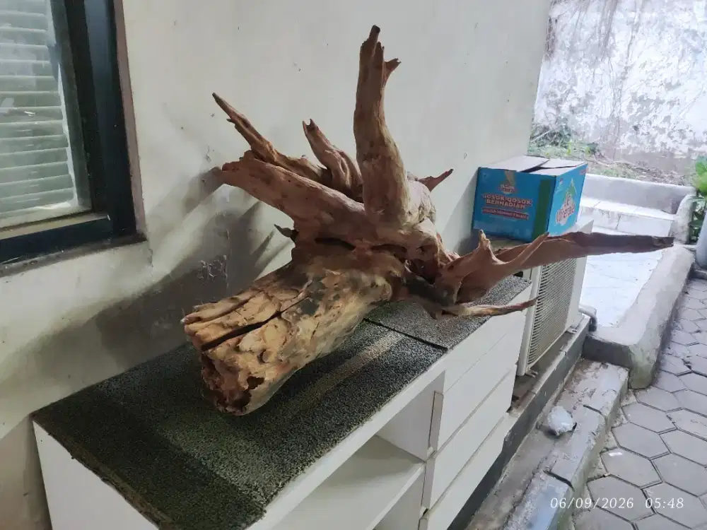 Fosil Aquarium Aquascape
