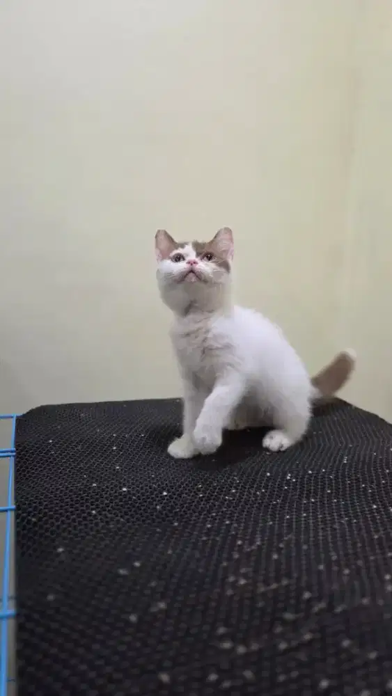 British Shorthair cinnamon bico van