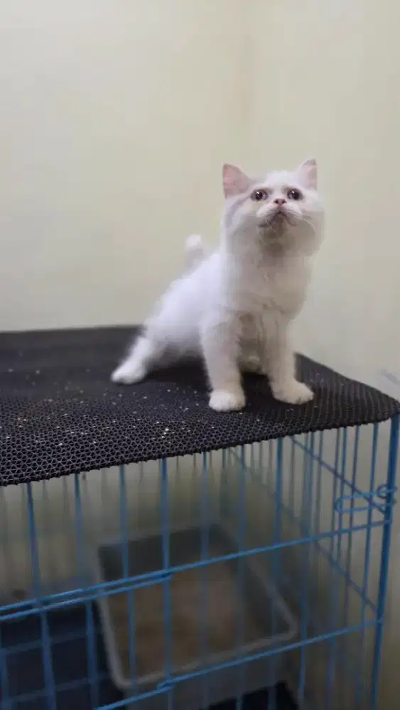 Kucing BLH jantan carier cinnamon