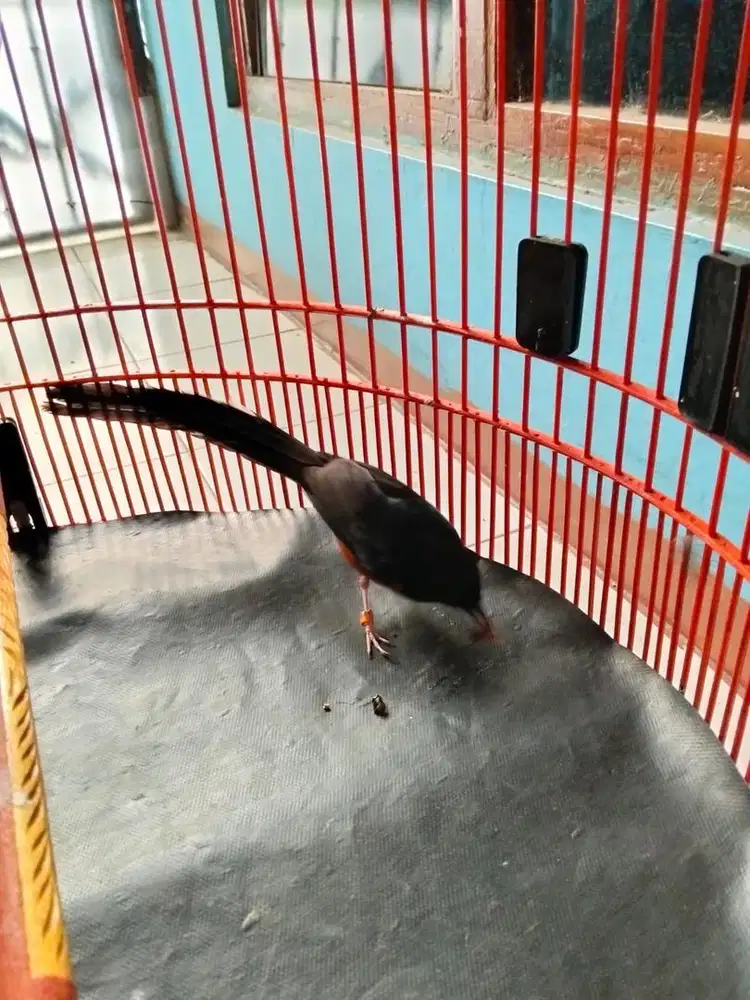 Burung Pastol Murai Batu Medan Ekor Panjang 20 cm -+