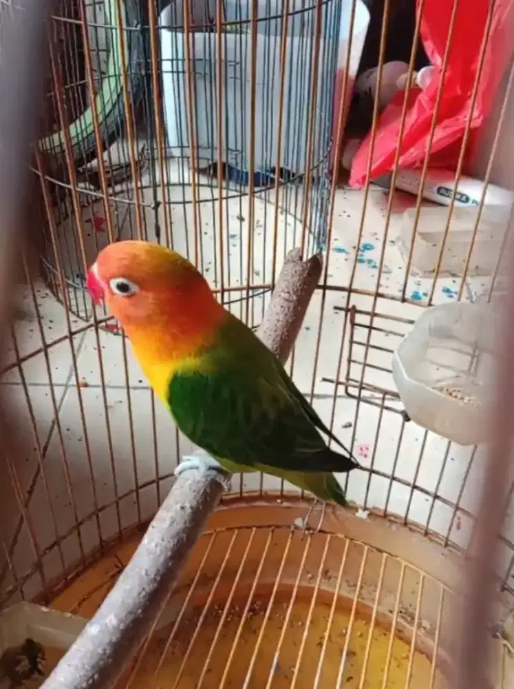 Burung love bird