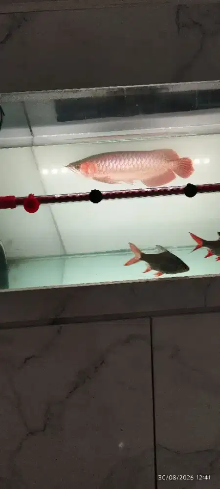 Arwana super red ITL