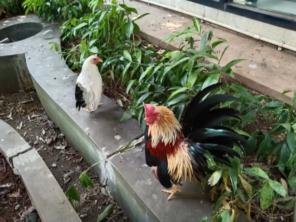 Jual Sepasang ayam hias kate