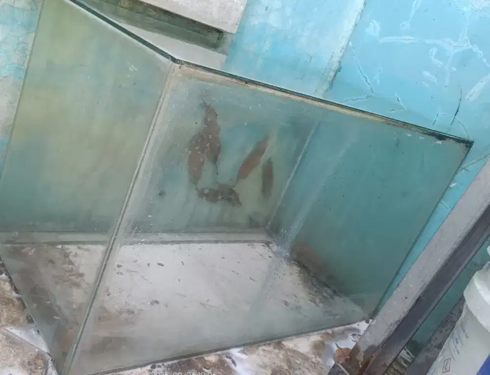 Aquarium kaca polos segi empat